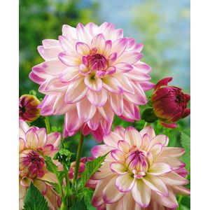 12x Dahlia 'Pink petticoat' - BULBi® Bloembollen met bloeigarantie