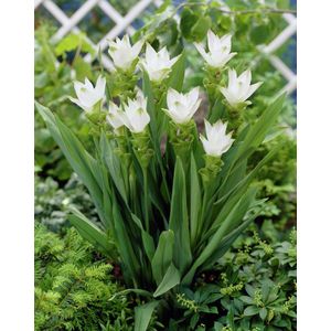 4x Siamese tulp 'Curcuma white wonder' - BULBi® Bloembollen met bloeigarantie