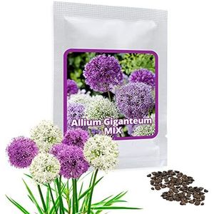 Giant Allium giganteum Mix ca. 60 zaden/verpakking - purperen en witte bloemen - winterharde vaste plant