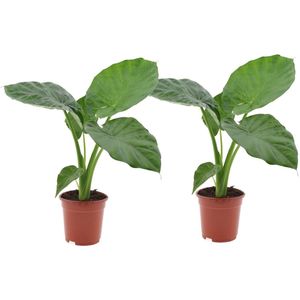 Plant in a Box - Alocasia Macrorrhiza - Set van 2 - Olifantsoor kamerplant - Pot 17cm - Hoogte 60-70cm