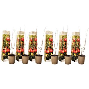 Granaatappel - Set van 6 - Punica granatum - Hoogte 25-40cm -⌀9cm