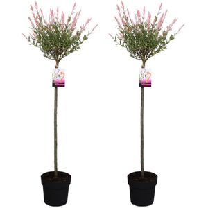 Plant in a Box - Salix integra Flamingo - Set van 2 - Tuinplant - Bonte wilg - Winterhard - Pot 19cm - Hoogte 90-110cm
