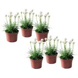 Armeria maritima - Set van 6 - Witte tuinplanten - Pot 12cm - Hoogte 20-30cm Armeria Wit x6