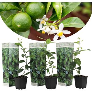 Plant in a Box Limoen - Citrus aurantifolia Set van 3 Hoogte 25-40cm - groen 2578003
