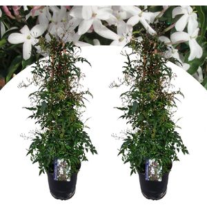 Plant in a Box - Jasminum polyanthum - Set van 2 - Jasmijn tuinplant Piramide - Groenblijvende klimplant - Pot 17cm - Hoogte 60-70cm