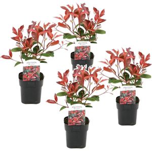 Plant in a Box - Photinia fraseri Red Robin - Set van 4 - Helderrode bladeren - Wintergroene heester - Pot 17cm - Hoogte 30-40cm
