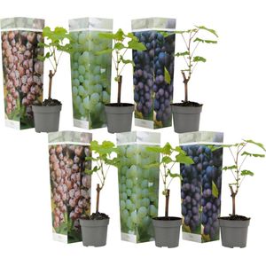 Plant in a Box - Mix van 6 Druivenplanten - Vitis Vinifera - Druif - Pot 9cm - Hoogte 25-40cm