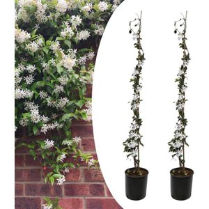 Plant in a Box Sterjasmijn - Trachelospermum jasminoides Set van 2 Hoogte 110-120cm - groen 1511202