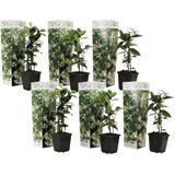 Plant in a Box - Toscaanse Jasmijn Set van 6 - Witte sterjasmijn tuinplanten - Pot 9cm - Hoogte 25-40cm