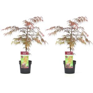 Plant in a Box Japanse esdoorn - Acer palmatum Garnet Set van 2 Hoogte 60-70cm - rood 3081902
