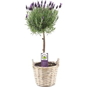 Lavandula stoechas 'Anouk' - Lavendelboom in mand - Pot 15cm - Hoogte 45-55cm Lavendel P15 x1 - mand