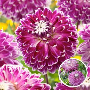 Plant in a Box - Dahlia Vancouver - Set van 3 - Dahliaknollen Dinner-plate - Prachtige zomerbloeier - Bloembollen