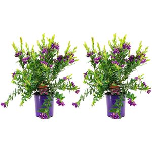 Plant in a Box - Polygala myrtifolia - Set van 2 - Polygala struik - Groenblijvende struik - Pot 14cm - Hoogte 35-50cm