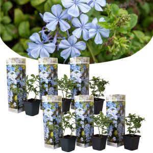 Plant in a Box - Plumbago auriculata - Set van 6 - Mannentrouw - Lang bloeiende klimplant - Pot 9cm - Hoogte 25-40cm