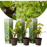Plant in a Box Druiven - Vitis vinifera Chardonnay Set van 3 Hoogte 25-40cm - groen 2531013