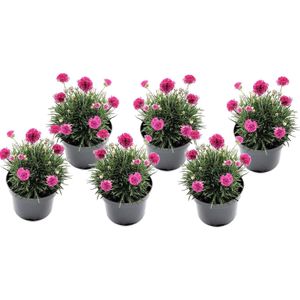 Armeria maritima - Set van 6 - Roze tuinplanten - Pot 12cm - Hoogte 20-30cm Armeria Pink x6