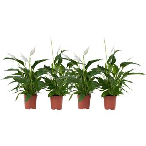 Plant in a Box - Friedenslilie - Einblatt - 4 Stk - Spathiphyllum 'Lima' - Höhe 60-75cm - Topf 12cm