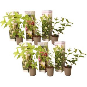 Plant in a Box - Hortensia Paniculata Mix x6 - Hortensia Paniculata 'Pink Lady', Phantom', Silver Dollar' - Perfect voor in de tuin! - Pot 9cm - Hoogte 25-35cm