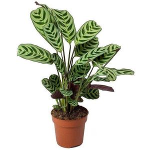 Plant in a Box Pauwenplant - Ctenanthe Burle marxii Hoogte 25-40cm - meerkleurig 3181201
