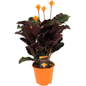 Plant in a Box Eeuwige vlam - Calathea Crocata Hoogte 40-50cm - oranje 4240141