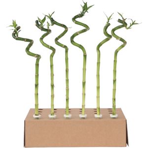 Plant in a Box - Dracaena sanderiana - Set van 12 - Geluksbamboe - Leliefamilie - Kamerplant - Hoogte 40-50cm