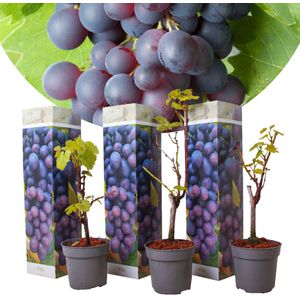 Druivenplanten - Set van 3 - Vitis Vinifera - Blauw - Pot 9cm - Hoogte 25-40cm Druiven Blue x3