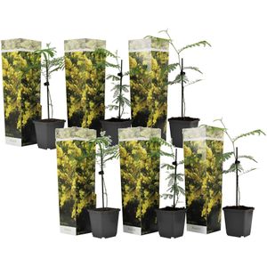 Plant in a Box - Acacia dealbata Mimosa - Set van 6 - Tuinplant met prachtige gele bloemen - Pot 9cm - Hoogte 25-40cm