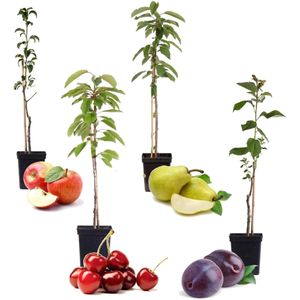 Plant in a Box Mix van 4 fruitbomen Hoogte 60-70cm - groen 2535004