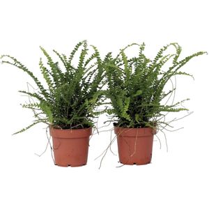 Plant in a Box - Nephrolepis Duffi - Krulvaren - Set van 2 - Pot 12cm - Hoogte 25-40cm