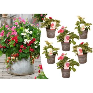 Plant in a Box - Fragaria Summer Breeze - Mix van 6 - Aardbeiplanten in drie verschillende kleuren - Tuinplanten winterhard - Pot 10,5cm - Hoogte 15-25cm
