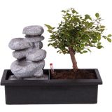 Plant in a Box - Bonsai boompje met Easy-care watersysteem én stromende waterval over Zen stenen - kamerplant - Hoogte 25-35cm