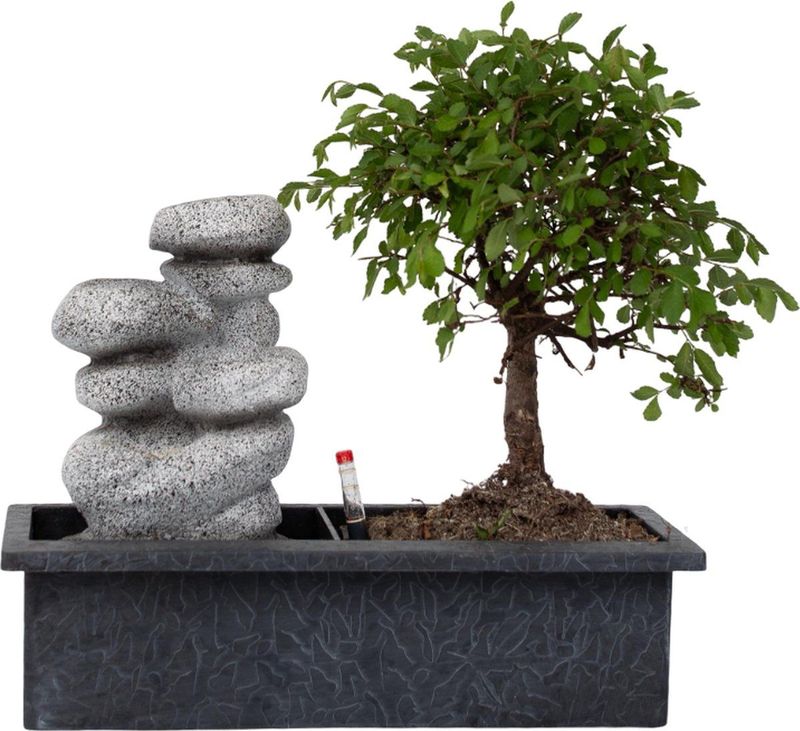Bonsaibaume - Bonsai - Höhe 25-35cm - ?29cm