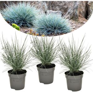 Festuca glauca 'Elijah Blue' - Set van 3 - Siergras - Pot 9cm - Hoogte 10-15cm Festuca 3 Pack