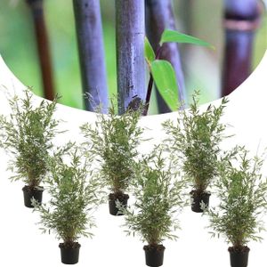 Plant In A Box - Fargesia Nitida 'Gansu' - Set van 6 - Wintergroene Niet Woekerende Bamboe