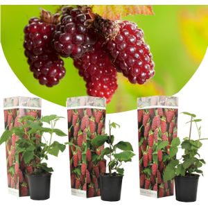 Plant in a Box Braam - Rubus Tayberry Set van 3 Hoogte 25-40cm - groen 2584003