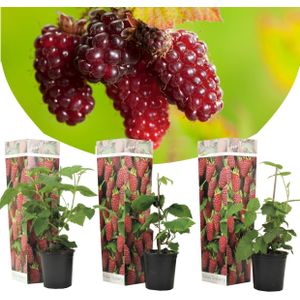 Plant in a Box - Rubus 'Tayberry' - Set van 3 - Kruising tussen Braam en framboos - Dieprode vruchten - Bladverliezende tuinplant - Pot 9cm - Hoogte 25-40cm