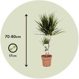 Plant in a Box -Dracaena Marginata - Dracaena drakenbloedboom - Pot 17cm - Hoogte 70-80cm