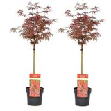 Acer palmatum 'Shaina' - Set van 2 - Esdoorn - Pot 19cm - Hoogte 80-90cm Acer P19 x2 - Shaina stam