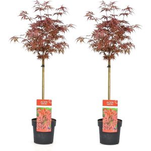Plant in a Box Japanse esdoorn - Acer palmatum Shaina Set van 2 Hoogte 80-90cm - rood 3012192