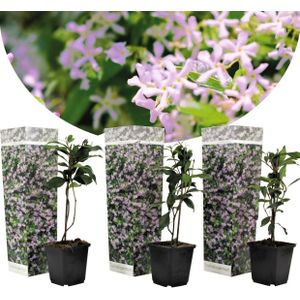 Plant in a Box - Toscaanse Jasmijn Set van 3 - Roze sterjasmijn tuinplanten - Pot 9cm - Hoogte 25-40cm