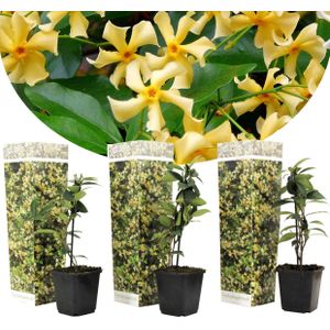 Plant in a Box - Toscaanse Jasmijn - Set van 3 - Gele sterjasmijn tuinplanten - Pot 9cm - Hoogte 25-40cm