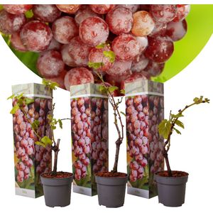 Druivenplanten - Set van 3 - Vitis Vinifera - Rood - Pot 9cm - Hoogte 25-40cm Druiven Red x3