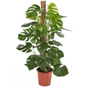 Plant in a Box Gatenplant - Monstera Deliciosa Hoogte 120-130cm - groen 4813241