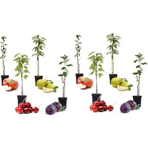 Plant in a Box - Mix van 8 zuilvormige fruitbomen - Prunus - Pyrus - Malus - Pot 9cm - Hoogte 60-70cm