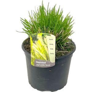 Plant in a Box Pennisetum Hameln - Alopecuroides Hoogte 20-30cm - groen 2213231