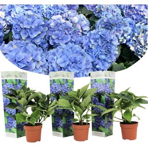 Plant in a Box Hortensia - Hydrangea macrophylla Early Blue Set van 3 Hoogte 25-40cm - groen 2543013
