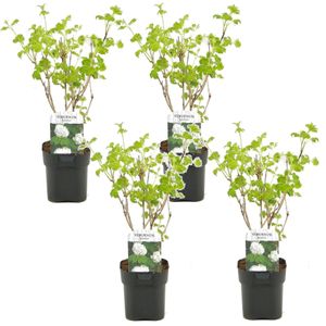 Plant in a Box - Viburnum opulus 'Roseum' - Vibernum Snowball - Set van 4 - Winterharde en groenblijvende tuinplant - Pot 17cm - Hoogte 25-40cm