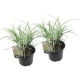 Chinaschilf Zebrinus - 2 Stk - Miscanthus'Gracillimus'- Höhe 40-60cm - ?23cm