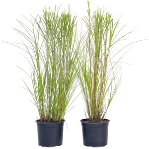 Plant in a Box - Miscanthus Gracilimus - Set van 2 - Siergrassen - Pot 23cm - Hoogte 40-60cm