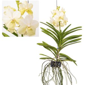 Vanda Tayanee Wit - Tropische Orchidee - Bloeiende Orchidee - Hoogte 45-55cm Vanda Tayanee Wit